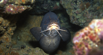 Image of Brotula barbata (Bearded brotula)