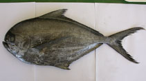 Image of Brama brama (Atlantic pomfret)