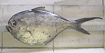 Image of Brama orcini (Bigtooth pomfret)