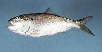 Image of Brevoortia tyrannus (Atlantic menhaden)