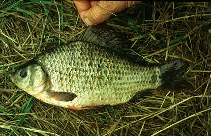 Image of Carassius carassius (Crucian carp)