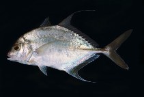 Image of Carangoides dinema (Shadow trevally)