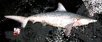 Image of Carcharhinus hemiodon (Pondicherry shark)