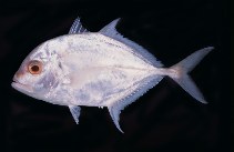 Image of Carangoides malabaricus (Malabar trevally)