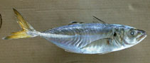 Image of Caranx rhonchus (False scad)