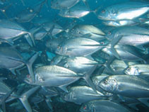 Image of Caranx sexfasciatus (Bigeye trevally)