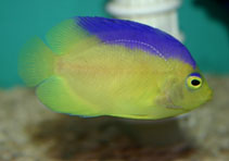 Image of Centropyge colini (Cocos-Keeling angelfish)