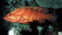 Image of Cephalopholis miniata (Coral hind)