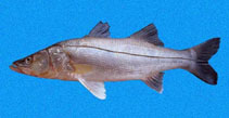 Image of Centropomus nigrescens (Black snook)