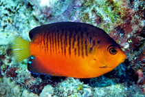 Image of Centropyge shepardi (Mango angelfish)