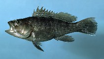 Image of Centropristis striata (Black seabass)