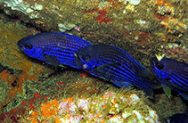 Image of Chromis cadenati (Cadenat\