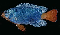 Image of Chrysiptera cyanea (Sapphire devil)