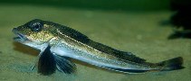 Image of Eutrigla gurnardus (Grey gurnard)