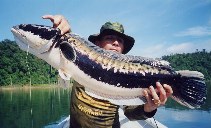 Image of Channa micropeltes (Indonesian snakehead)