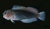 tn_Cicas_u1.jpg