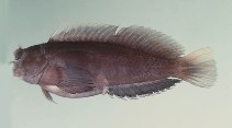 tn_Cicas_u4.jpg
