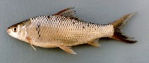 Image of Cirrhinus molitorella (Mud carp)