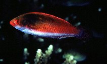 tn_Cicya_u6.jpg