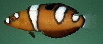 tn_Cofre_j1.jpg