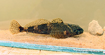 tn_Cogob_u7.jpg