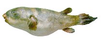 tn_Copsi_u0.jpg