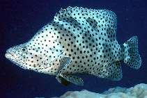 Image of Cromileptes altivelis (Humpback grouper)