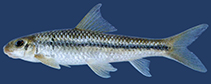 tn_Crbur_u0.jpg
