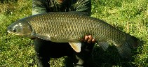 Image of Ctenopharyngodon idella (Grass carp)