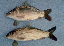 Image of Cyprinus carpio (Common carp)