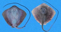 Image of Hypanus longus (Longtail stingray)