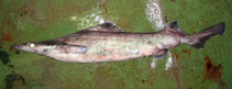 Image of Deania calcea (Birdbeak dogfish)