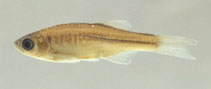 tn_Dechr_u1.jpg