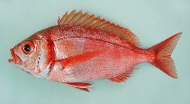 Image of Dentex macrophthalmus (Large-eye dentex)