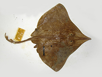 Image of Dipturus innominatus (New Zealand smooth skate)