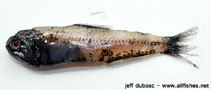 Image of Diaphus malayanus (Malayan lanternfish)