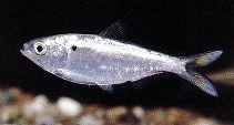 Image of Dorosoma petenense (Threadfin shad)