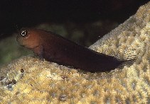 Image of Ecsenius bicolor (Bicolor blenny)