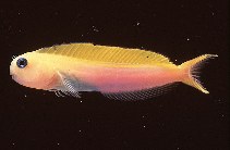 Image of Ecsenius midas (Persian blenny)