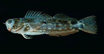 Image of Ecsenius oculus (Ocular blenny)