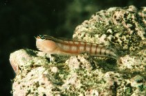 Image of Ecsenius opsifrontalis (Comical blenny)