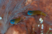 Image of Ecsenius ops (Eye-spot blenny)