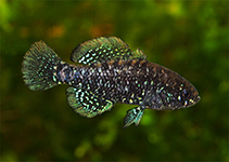 Image of Elassoma okatie (Bluebarred pygmy sunfish)