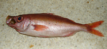 Image of Emmelichthys nitidus nitidus (Cape bonnetmouth)