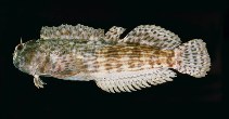 Image of Entomacrodus decussatus (Wavy-lined blenny)