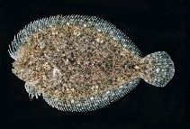 Image of Engyprosopon macrolepis (Largescale dwarf flounder)