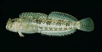 Image of Entomacrodus striatus (Reef margin blenny)