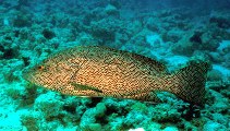 Image of Epinephelus chlorostigma (Brownspotted grouper)