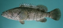 Image of Epinephelus coioides (Orange-spotted grouper)