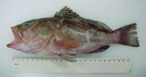 Image of Epinephelus morio (Red grouper)